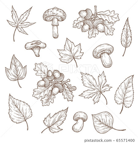 Autumn leaves, mushrooms and acorns sketch Autumn leaves, mushrooms and acorns sketch 65571400