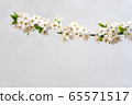 branch flowers of cherry blossomed, spring, May 65571517