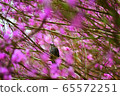 野鳥 65572251