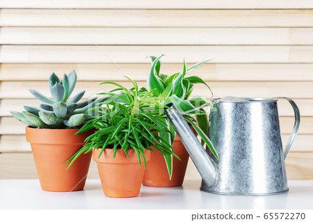 Home plants on the white table Home plants on the white table 65572270