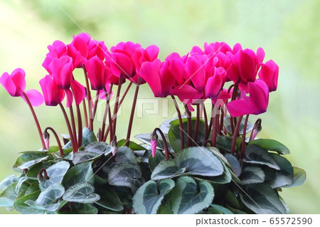 Cyclamen red flowers Cyclamen red flowers 65572590