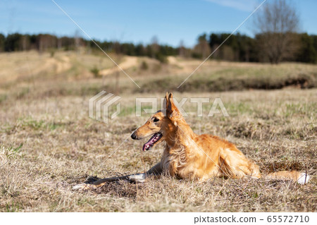 Puppy borzoi walks outdoor at summer day Puppy borzoi walks outdoor at summer day 65572710