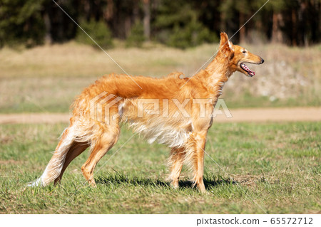 Puppy borzoi walks outdoor at summer day Puppy borzoi walks outdoor at summer day 65572712
