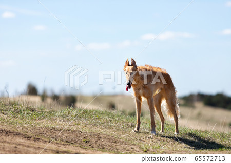 Puppy borzoi walks outdoor at summer day Puppy borzoi walks outdoor at summer day 65572713