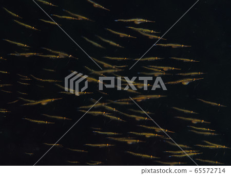 Sea nutrition 65572714