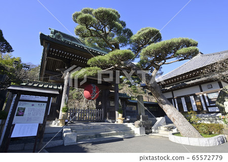 Kamakura Hasedera Sanmon and gate-covered pine 65572779