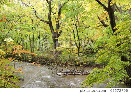 Oirase Keiryu Autumn Season 65572796