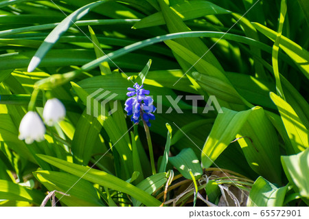 Suzuran and grape Muscari Suzuran and grape Muscari 65572901