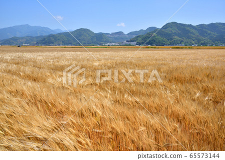 Mugiaki，麥田，大麥麥田，初夏圖像，水果圖像 65573144