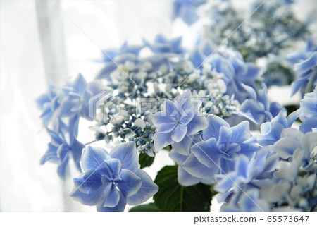 Potted hydrangea flower galaxy 1 Potted hydrangea flower galaxy 1 65573647