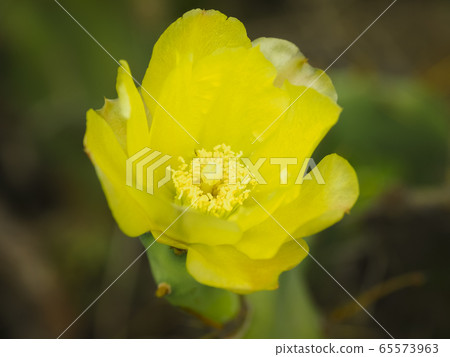 Opuntia, Hujing, Taiwan / Penghu, Taiwan 65573963