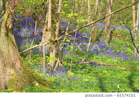 Bluebell flowers in spring forest 65574101