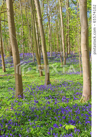 Bluebell flowers in spring forest 65574102