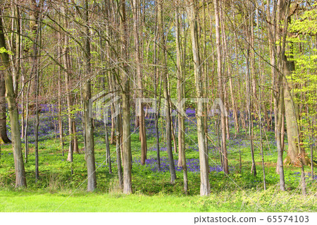 Bluebell flowers in spring forest 65574103