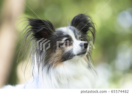 Profile Of Papillon Stock Photo