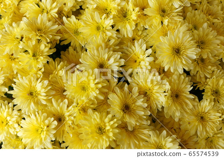 Yellow Belgian Mom flower 65574539