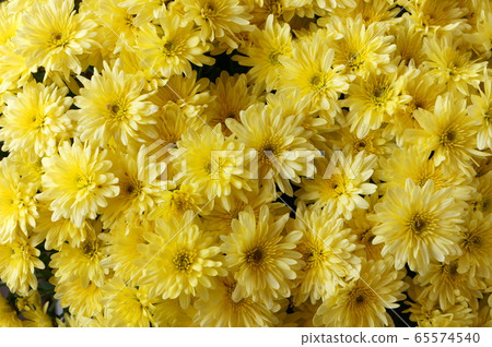 Yellow Belgian Mom flower Yellow Belgian Mom flower 65574540