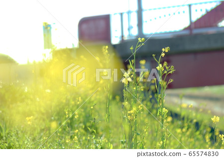 強姦鮮花和橋樑 65574830