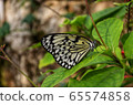Butterfly that sucks nectar 65574858