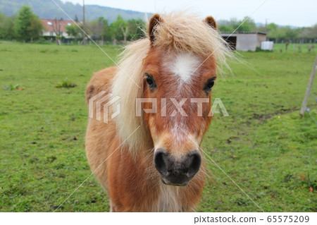 Percheron horse Percheron horse 65575209