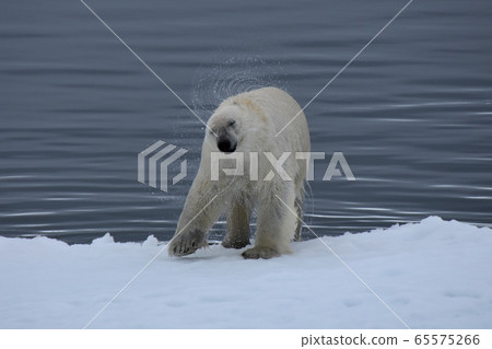Polar bear (Svalbard) Polar bear (Svalbard) 65575266
