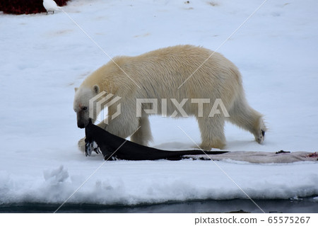 Polar bear (Svalbard) Polar bear (Svalbard) 65575267