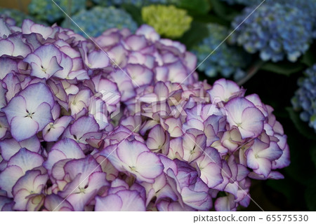 Light purple hydrangea Light purple hydrangea 65575530