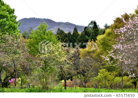 可能山形野花花園“花草甸” 65575650