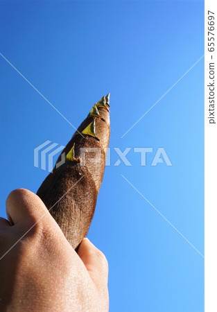 Hand holding a bamboo shoot Hand holding a bamboo shoot 65576697