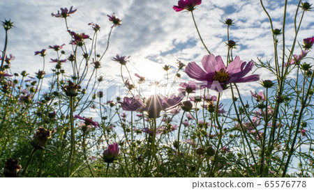  Cosmos field 65576778