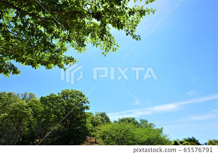 Trees and sky 65576791