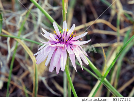 Spring flowering purple vipers grass (lat.- Spring flowering purple vipers grass (lat.- 65577152