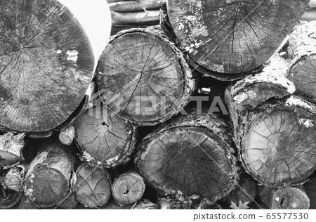 tree 65577530