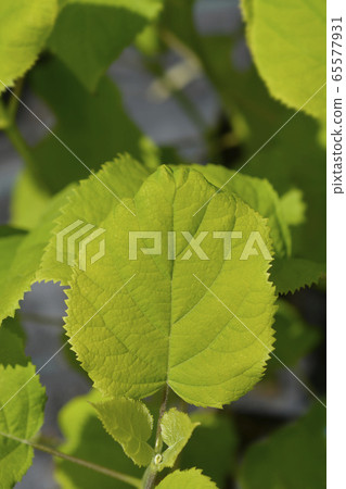 Smooth hydrangea Annabelle Smooth hydrangea Annabelle 65577931