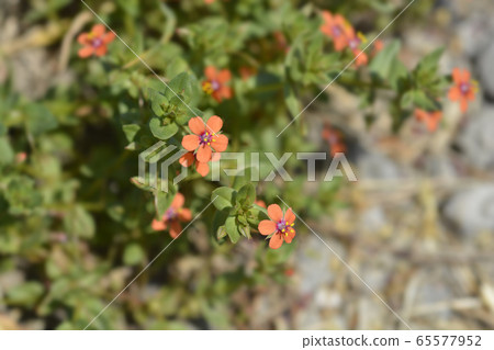 Scarlet pimpernel Scarlet pimpernel 65577952