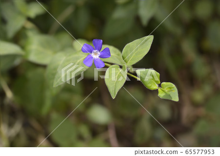 Lesser Periwinkle Lesser Periwinkle 65577953