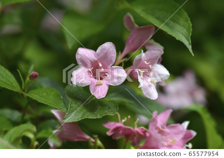 Old-fashioned weigela Old-fashioned weigela 65577954