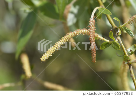 White willow 65577958