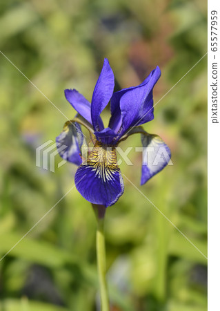 Siberian iris 65577959