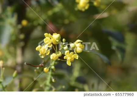 Oregon grape 65577960