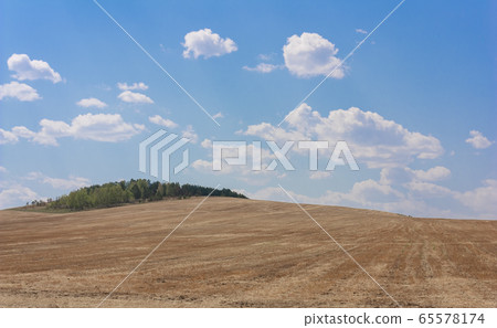 Rolling Farm Hills of Wheat Crop Fields on Sunny 65578174