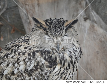 Eagle owl sitting and looking on the background of Eagle owl sitting and looking on the background of 65578211