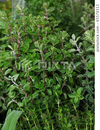 Green fresh sweet marjoram spicy herb sprouts Green fresh sweet marjoram spicy herb sprouts 65578313