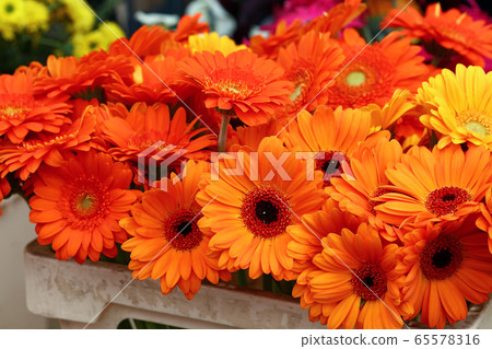 Orange gerber daisy flowers bouquete Orange gerber daisy flowers bouquete 65578316