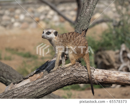 Meerkat or suricate is a small carnivoran Meerkat or suricate is a small carnivoran 65578373