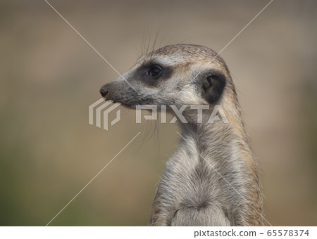 Meerkat or suricate is a small carnivoran Meerkat or suricate is a small carnivoran 65578374