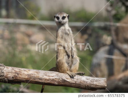 Meerkat or suricate is a small carnivoran Meerkat or suricate is a small carnivoran 65578375