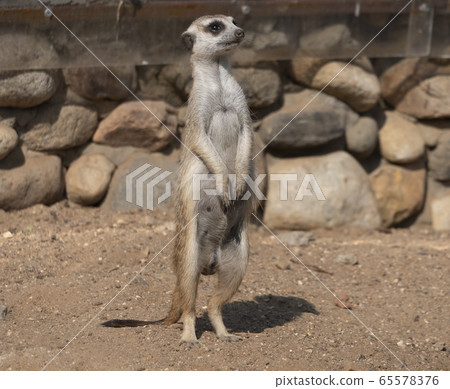 Meerkat or suricate is a small carnivoran Meerkat or suricate is a small carnivoran 65578376