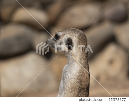 Meerkat or suricate is a small carnivoran Meerkat or suricate is a small carnivoran 65578377