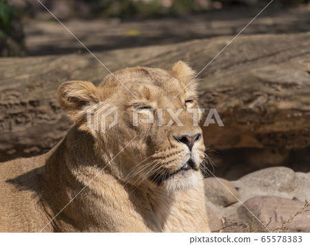 Portrait lioness basking in the warm sun after Portrait lioness basking in the warm sun after 65578383
